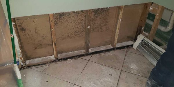 mold in a chicago home