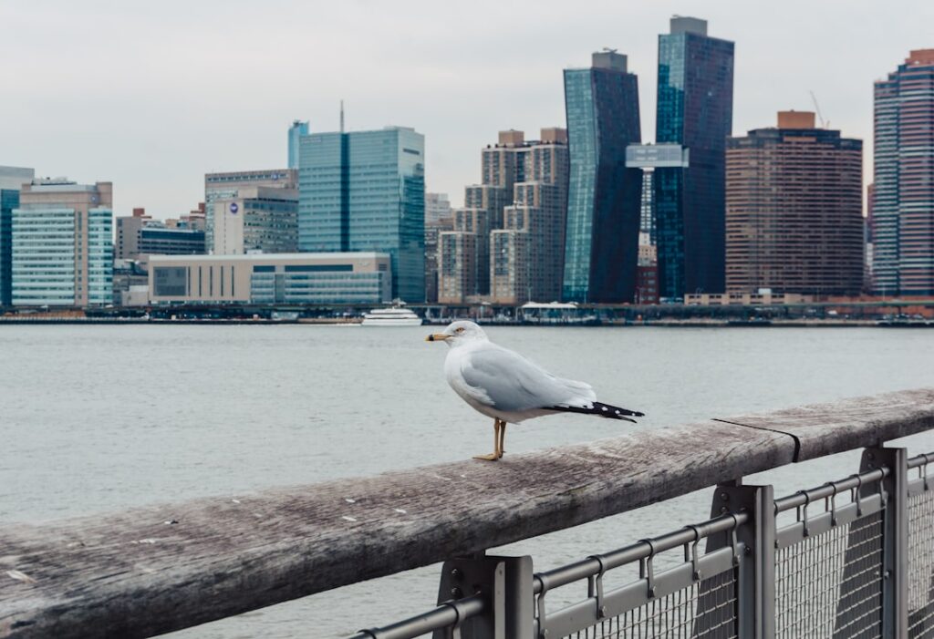 Seagull perched on a weathered railing by the water with a modern city skyline in the background.